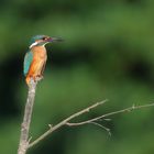 Auf der Jagd nach dem Fliegenden Diamanten - 7