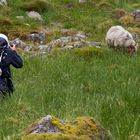 auf der Jagd nach dem Schaf