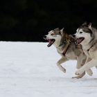 auf der Jagd nach dem Sieg