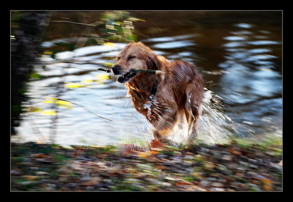 Auf der Jagd nach dem Stöckchen