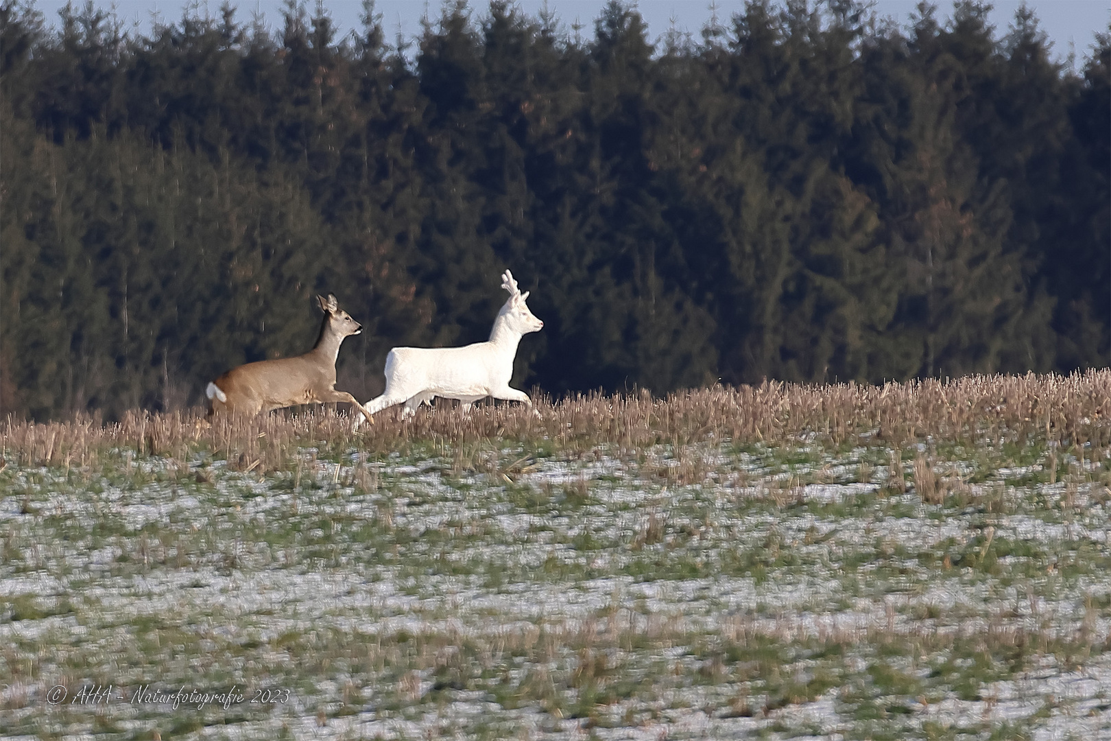 Auf der Jagd nach dem weißen Rehbock - 1