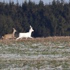 Auf der Jagd nach dem weißen Rehbock - 1