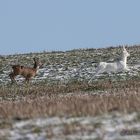 Auf der Jagd nach dem weißen Rehbock - 2