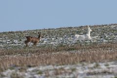 Auf der Jagd nach dem weißen Rehbock - 2