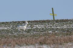 Auf der Jagd nach dem weißen Rehbock - 3