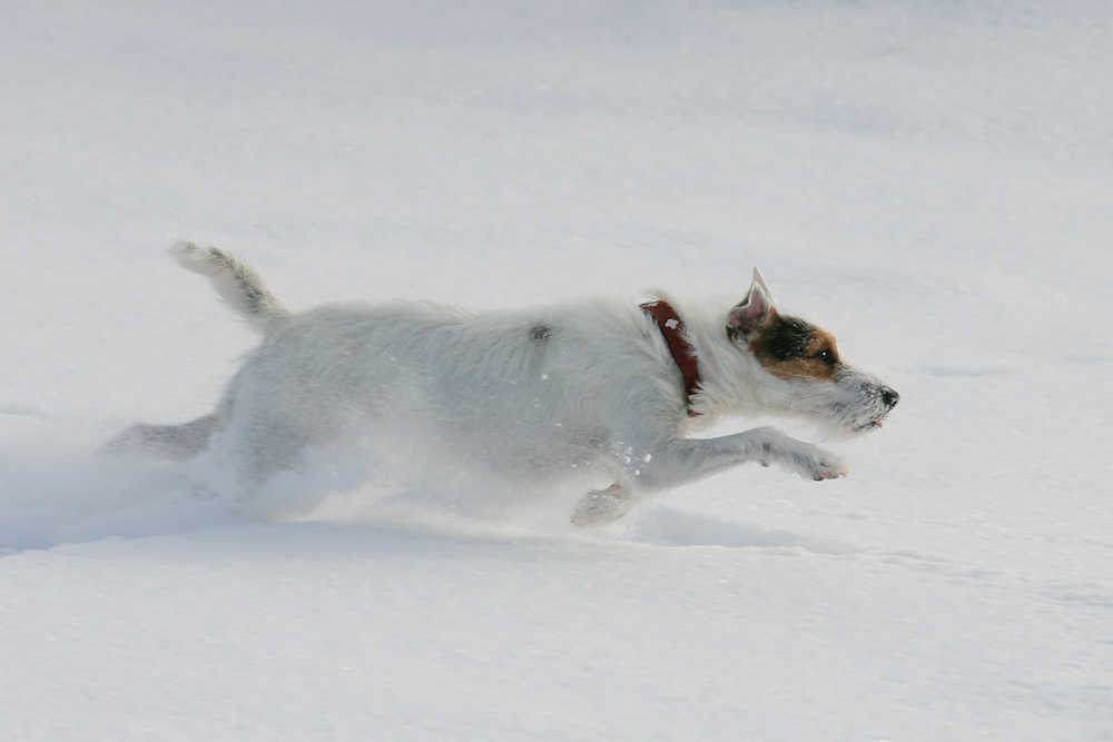 Auf der Jagd nach dem weißen Schneeball