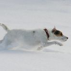 Auf der Jagd nach dem weißen Schneeball