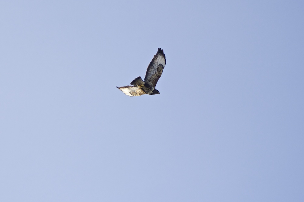 Auf der Jagd nach den Frühling die Dritte