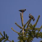 Auf der Jagd nach den Frühling die Vierte