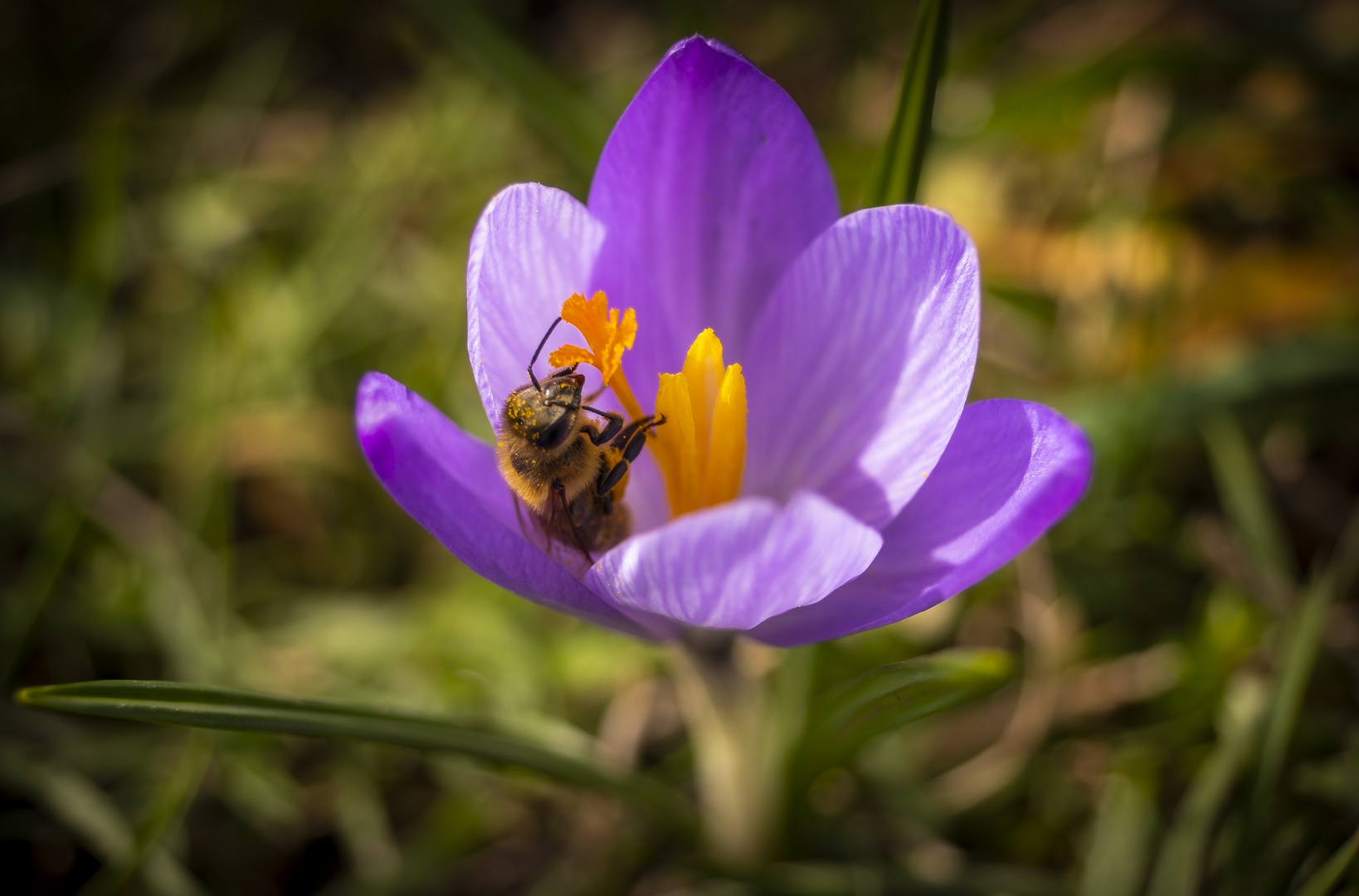 ... auf der Jagd nach Frühblühern Teil 2