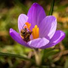 ... auf der Jagd nach Frühblühern Teil 2