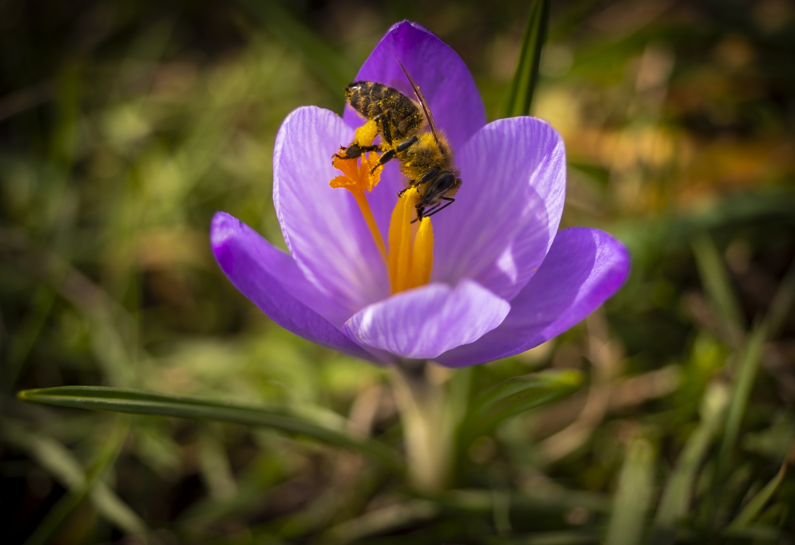 ... auf der Jagd nach Frühblühern Teil 2