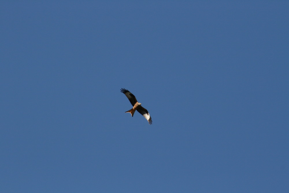 Auf der Jagd nach Mäusen