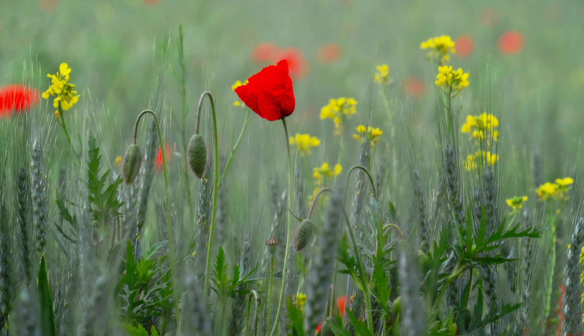 Auf der Jagd nach Mohn  ;--))