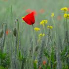 Auf der Jagd nach Mohn  ;--))