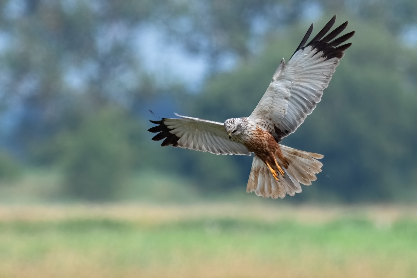 Auf der Jagd  -  Rohrweihe