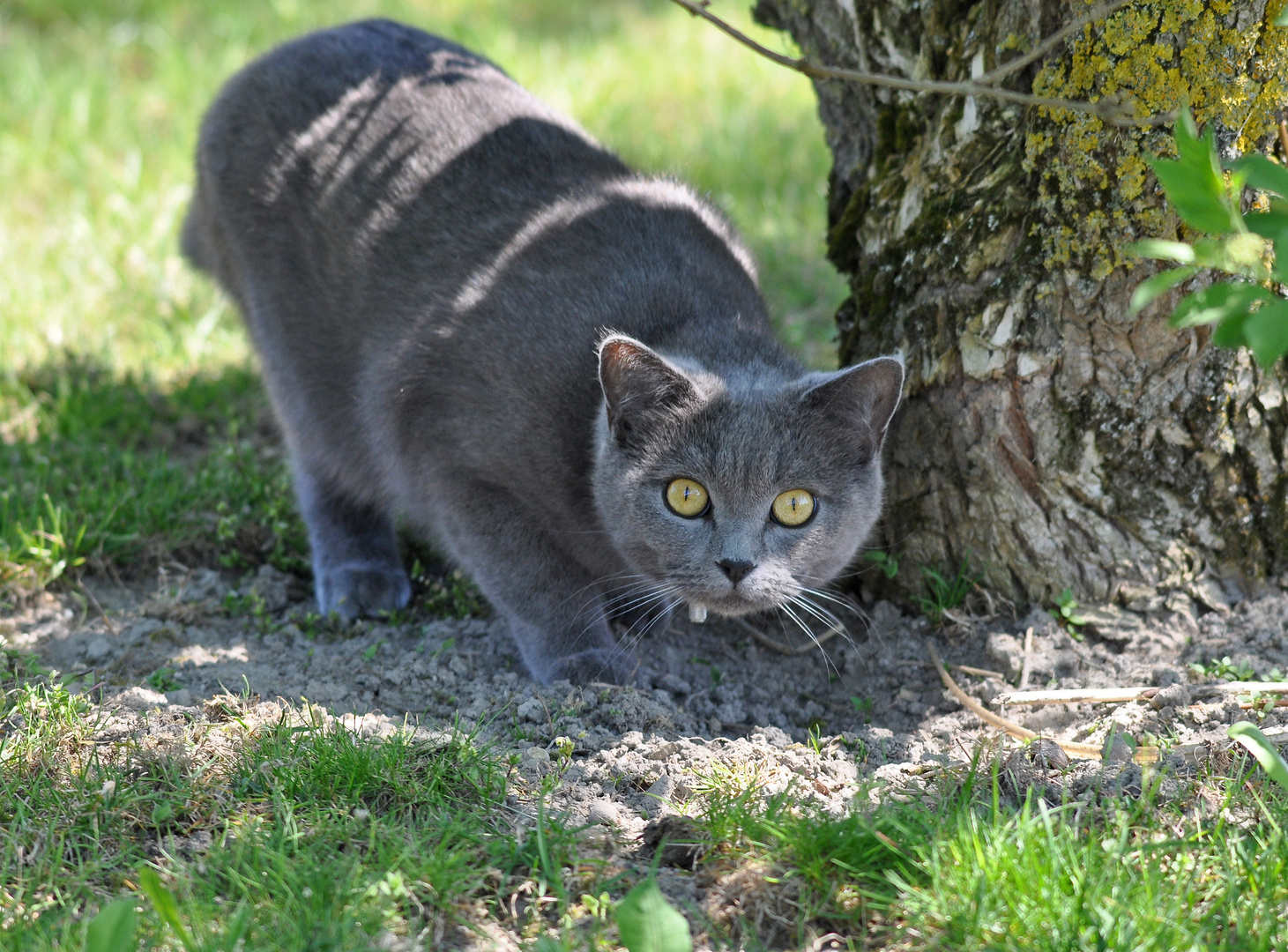 Auf der Jagt