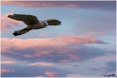 Auf der Jagt ...........