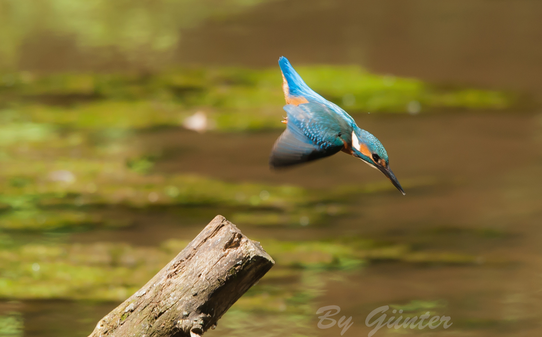 auf der jagt nach fisch