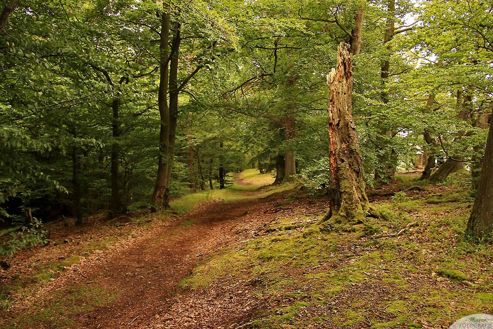 Auf der Kahlen Hardt