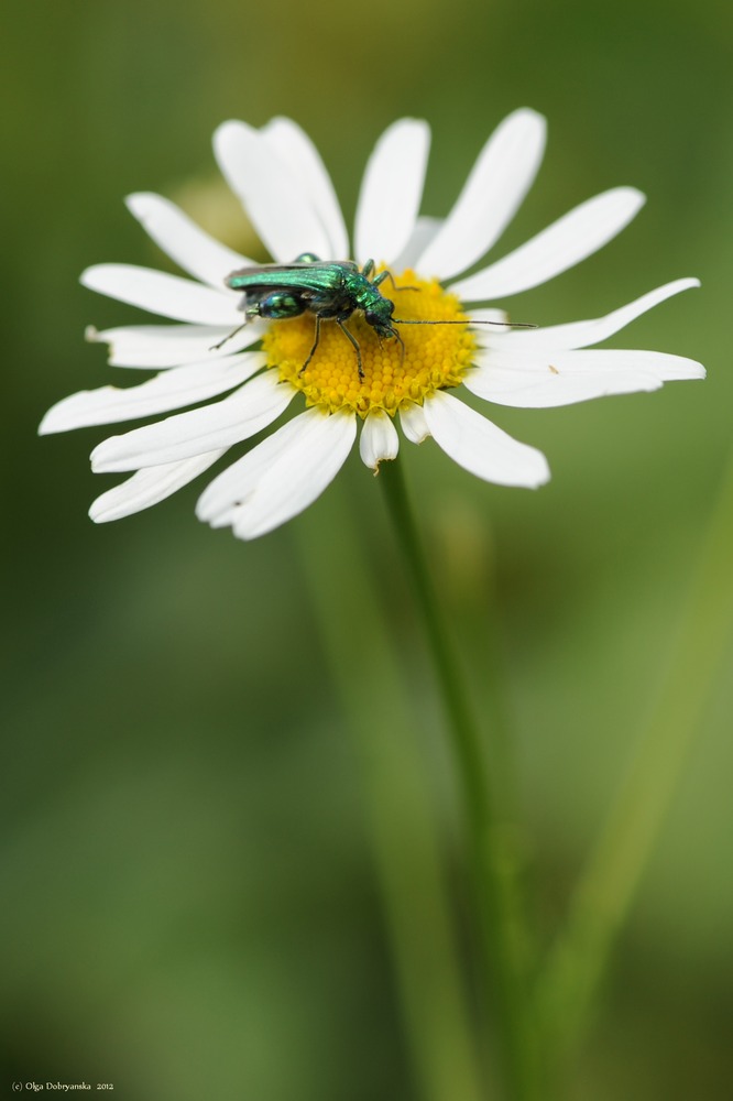 Auf der Kamille …