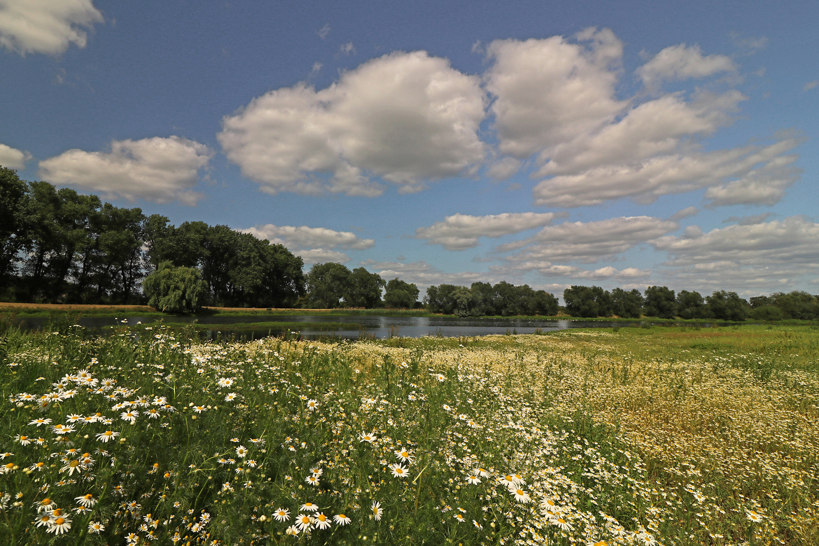 Auf der Kamillenwiese