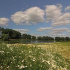 Auf der Kamillenwiese