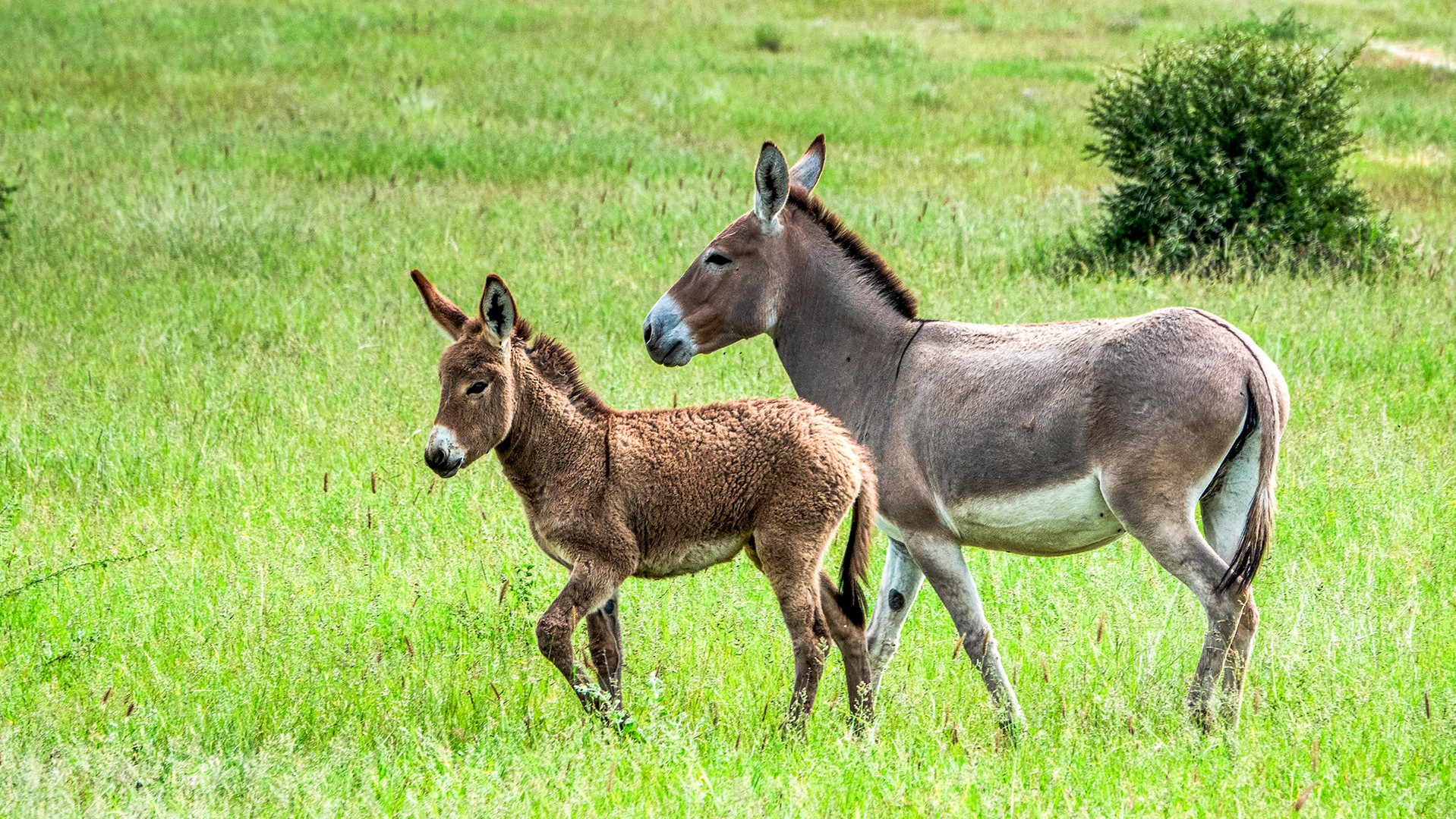 Auf der Kataneno Jagd Farm (6)