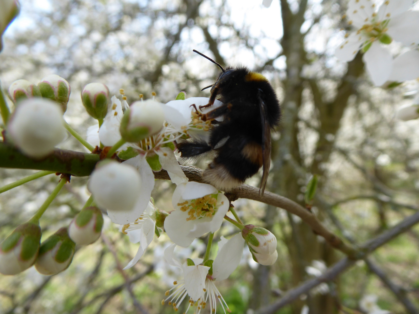 Auf der Kirschblüte