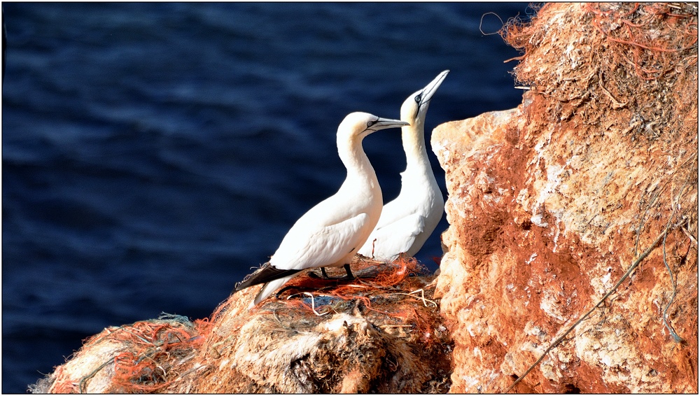 ... auf der Klippe von Helgoland ...