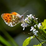 Auf der Knoblauchsrauke