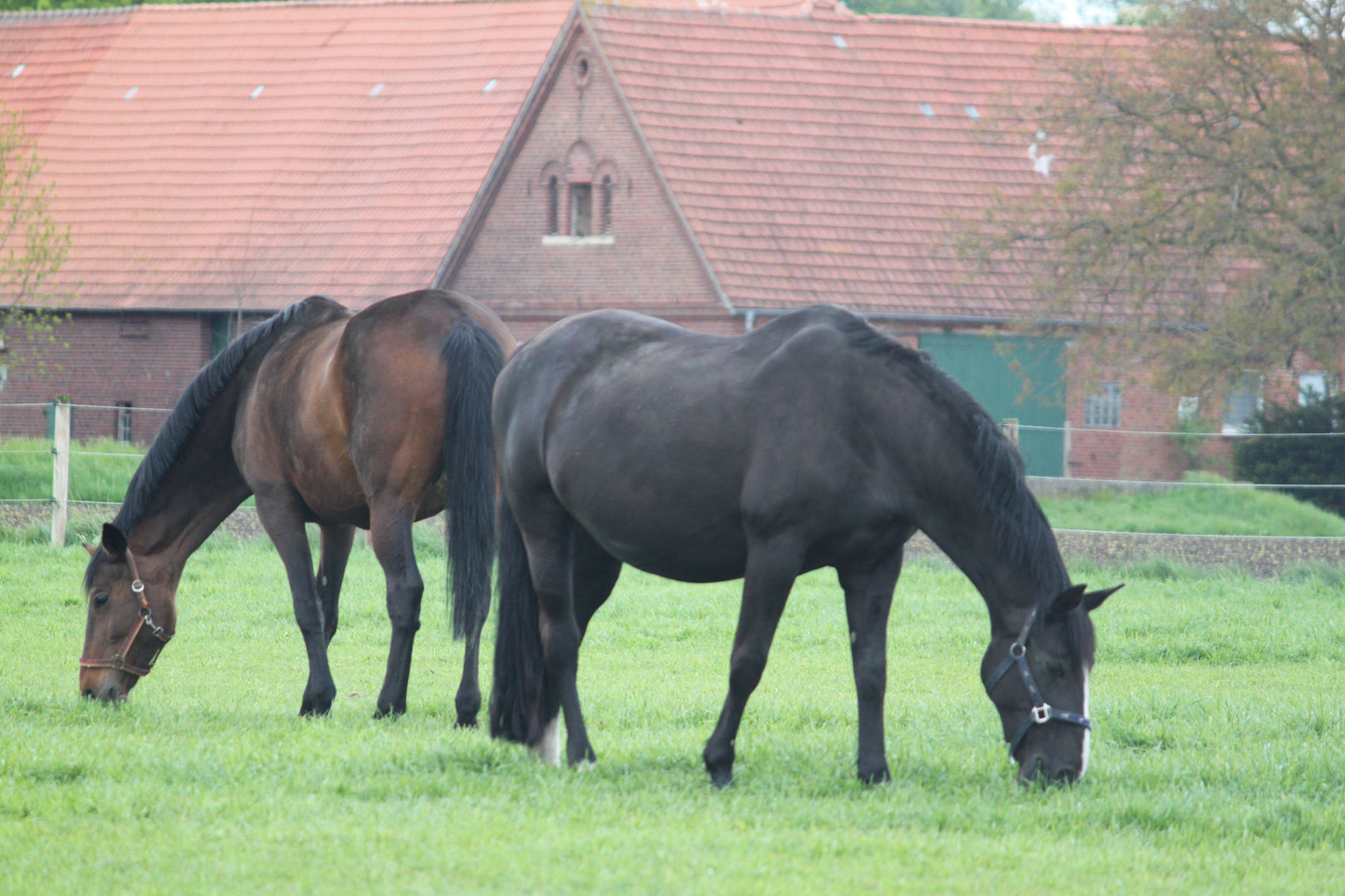 Auf der Koppel 1