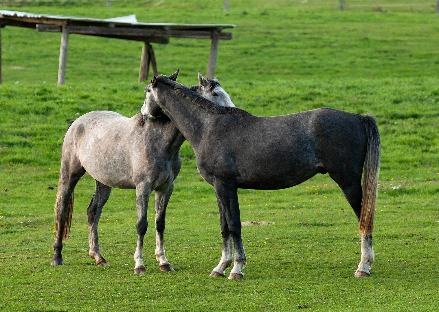 Auf der Koppel 2 Foto & Bild tiere, haustiere, pferde, esel