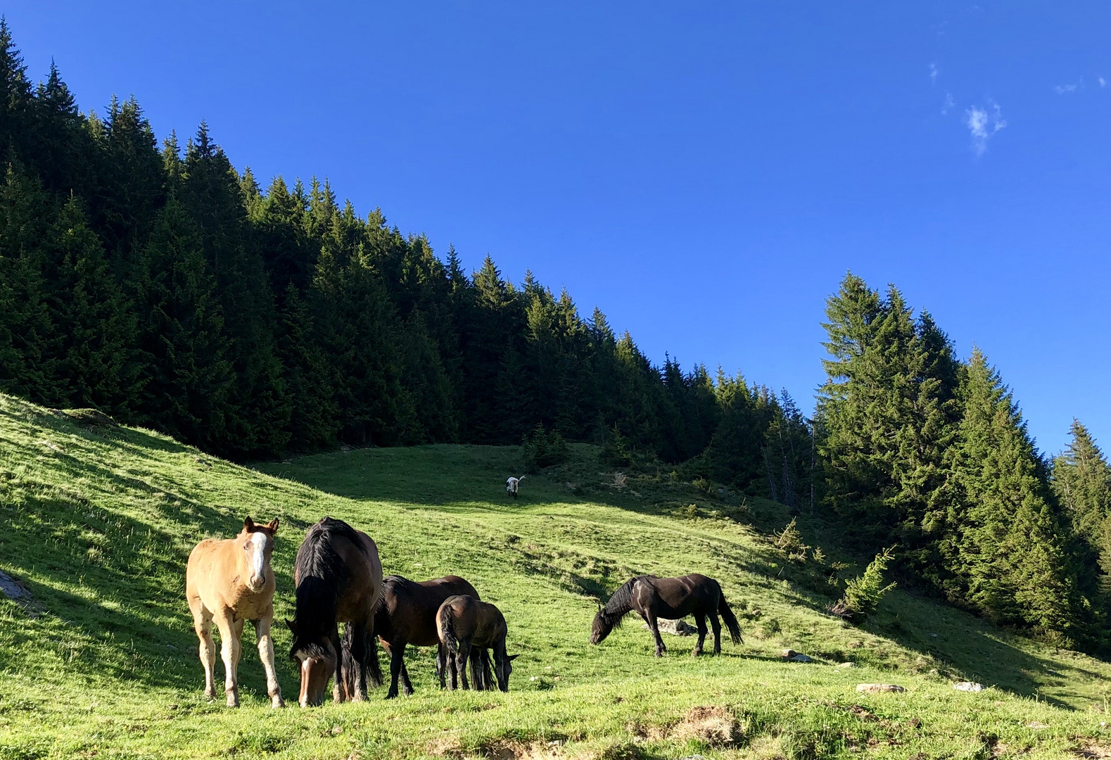 Auf der Koppel