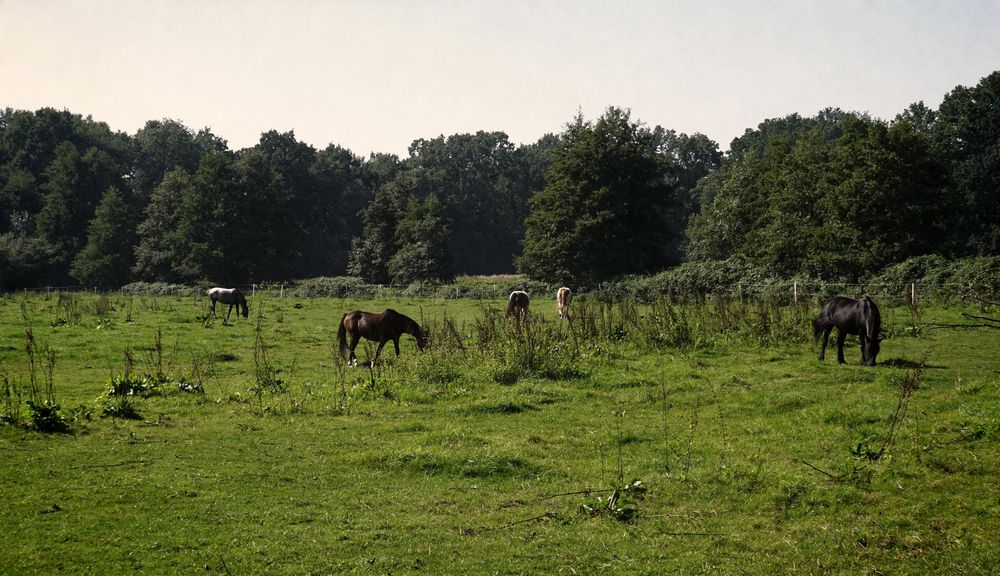 Auf der Koppel