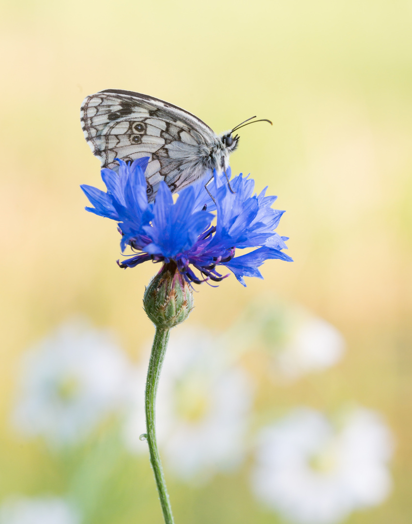 Auf der Kornblume