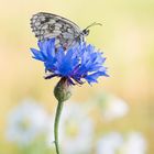 Auf der Kornblume