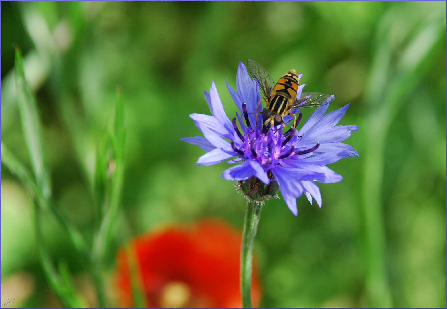 Auf der Kornblume