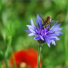 Auf der Kornblume