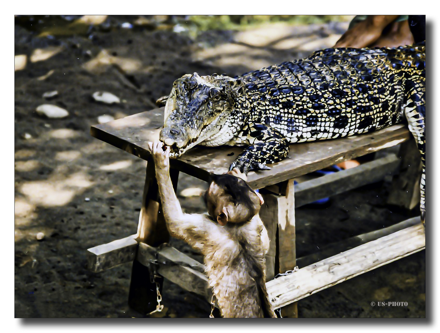 Auf der Krokodilfarm - Sumatra