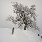 auf der Kuppe