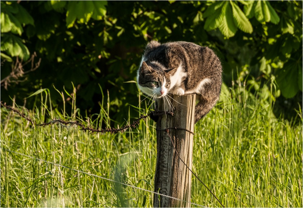 Auf der Lauer