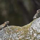 Auf der Lauer......