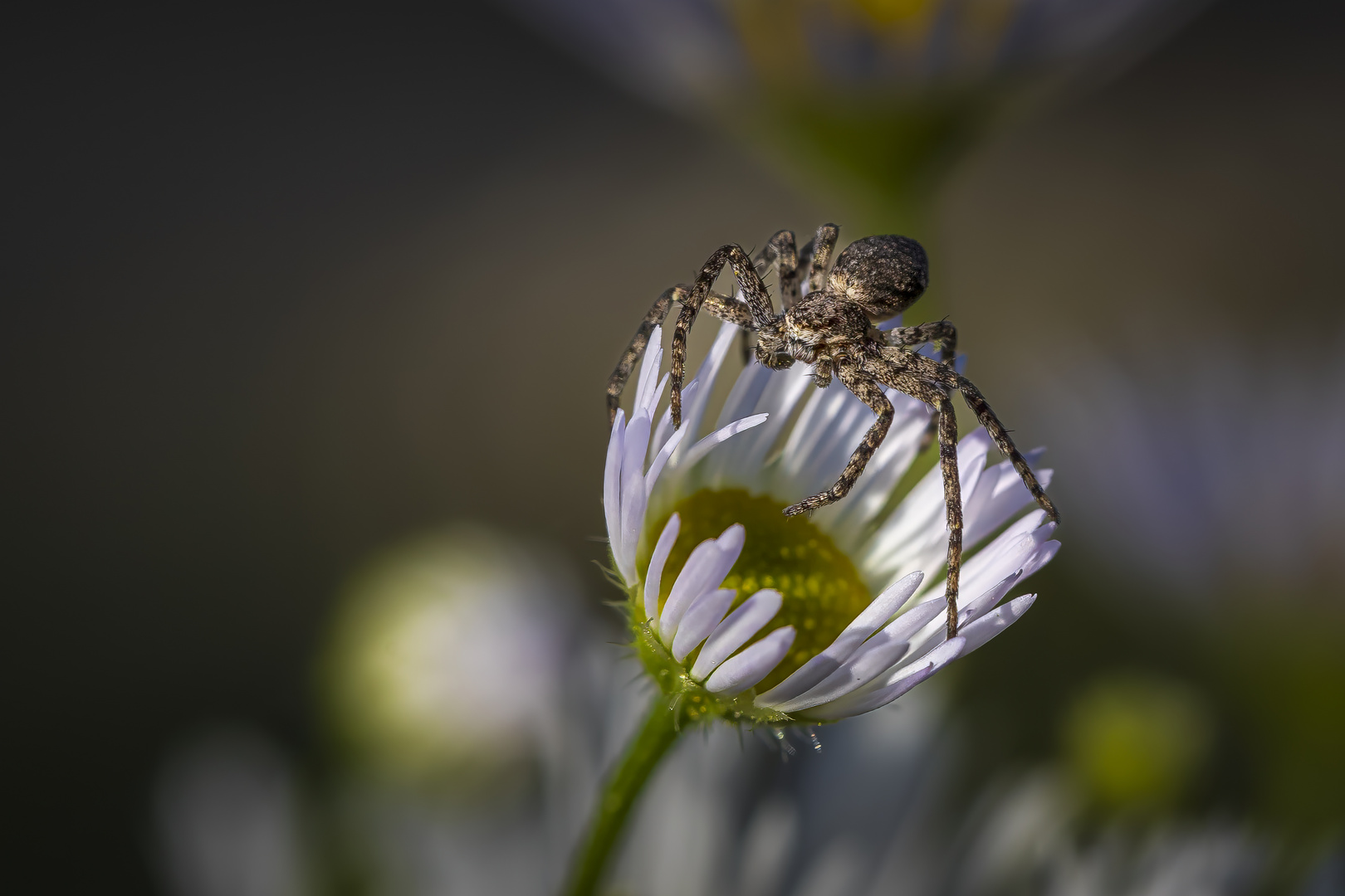 Auf der Lauer Foto & Bild tiere, wildlife, jahreszeiten Bilder auf