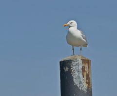 Auf der Lauer