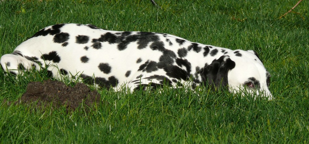 Auf der Lauer