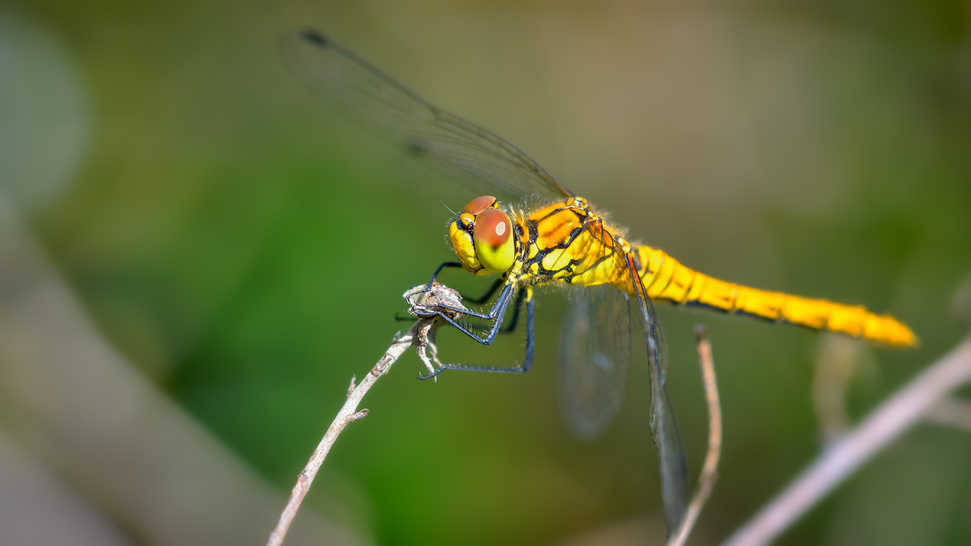 auf der Lauer Foto & Bild makro, gelb, natur Bilder auf