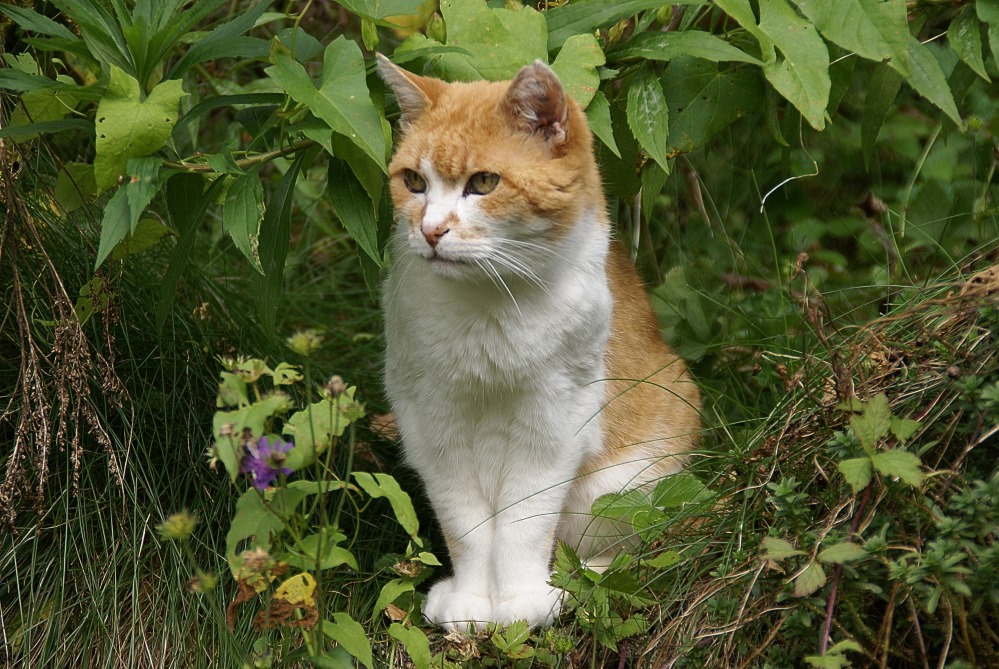 Auf der Lauer