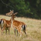 Auf der Lauer......