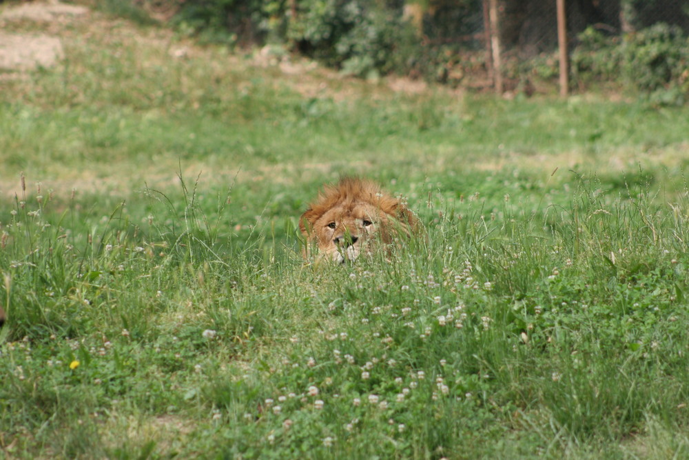 Auf der Lauer